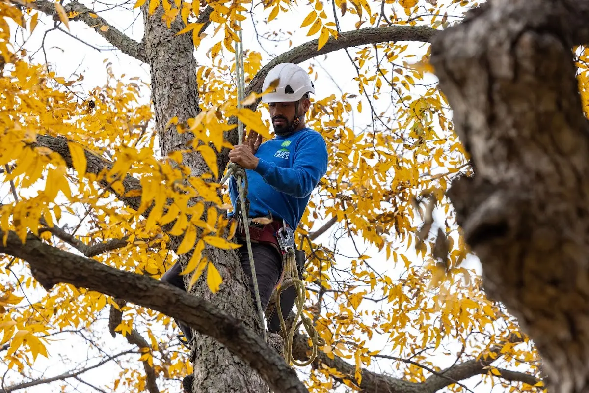 Skilled Dead Tree Removal crew working in West Point